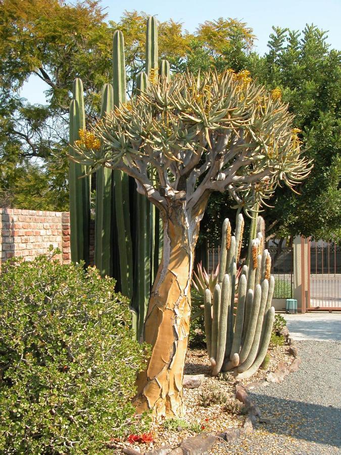 Pane Vivente Garden Cottage Beaufort Wes Buitenkant foto